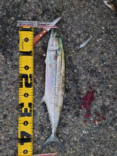 サゴシの釣果