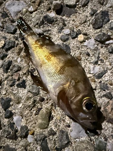 メバルの釣果