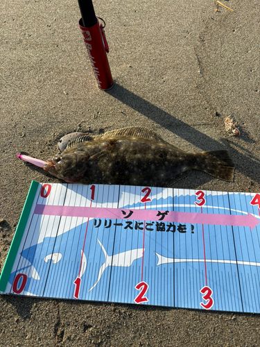 ヒラメの釣果
