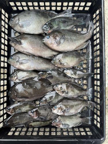 メジナの釣果