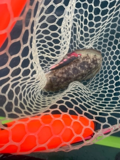 コウイカの釣果
