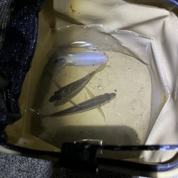 アジ