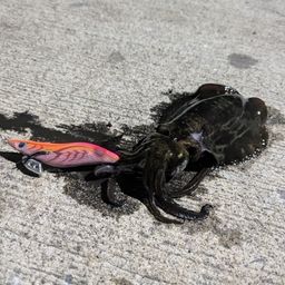 アオリイカ