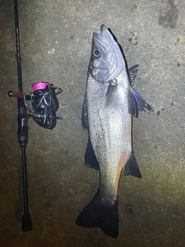 ヒラスズキの釣果