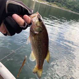 ブラックバス
