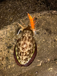 モンゴウイカの釣果