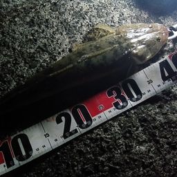 マゴチ