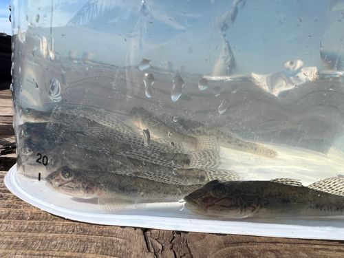 マハゼの釣果