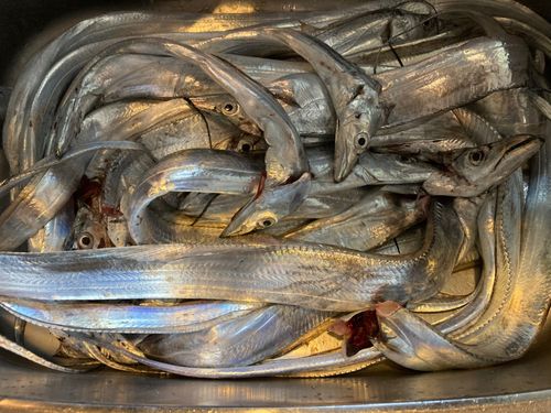 タチウオの釣果