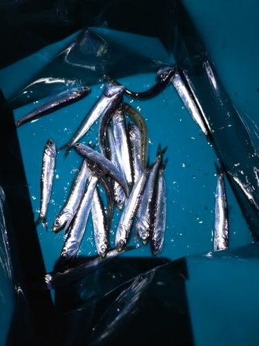 カタクチイワシの釣果