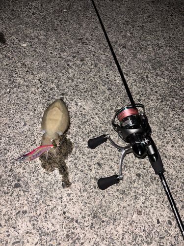 コウイカの釣果