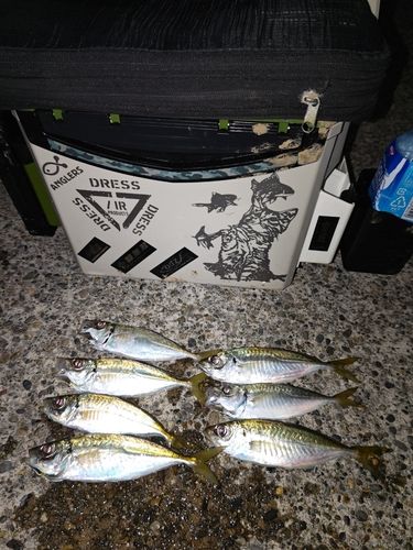マアジの釣果