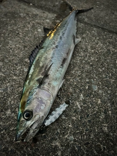 サゴシの釣果