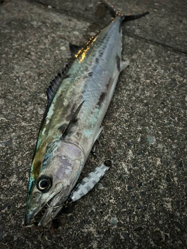 サゴシの釣果