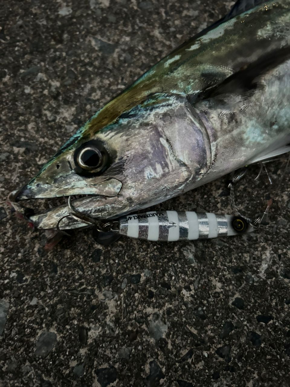 サゴシ