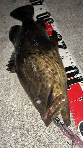 チャイロマルハタの釣果