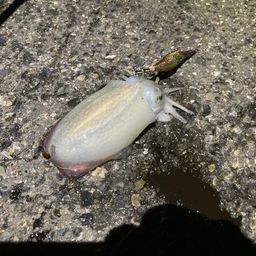 シリヤケイカ