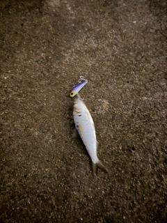 コノシロの釣果