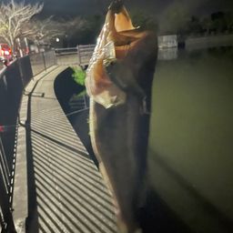 ブラックバス