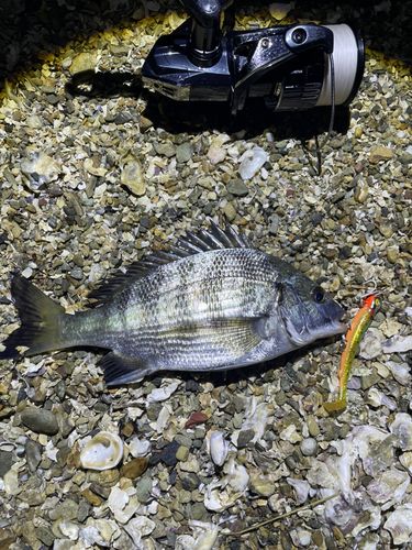 チヌの釣果