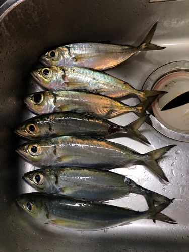 メアジの釣果