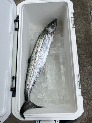 サワラの釣果