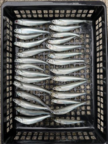 トウゴロウイワシの釣果