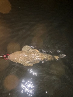 マゴチの釣果