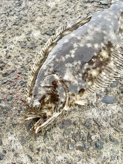 ソゲの釣果