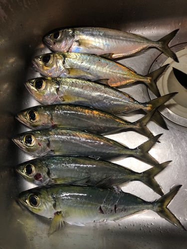 メアジの釣果