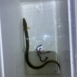 ウナギ