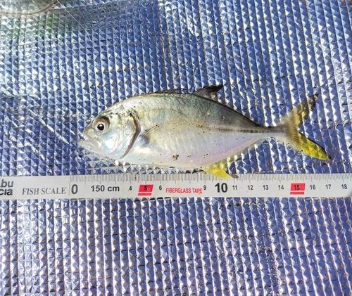 ギンガメアジの釣果