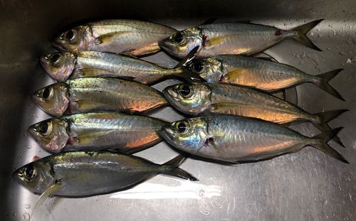 メアジの釣果