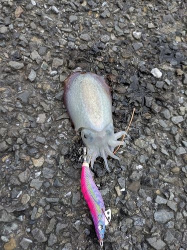 シリヤケイカの釣果