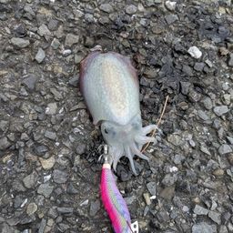 シリヤケイカ