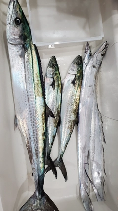 サワラの釣果