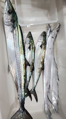 サワラの釣果