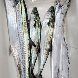 サワラ