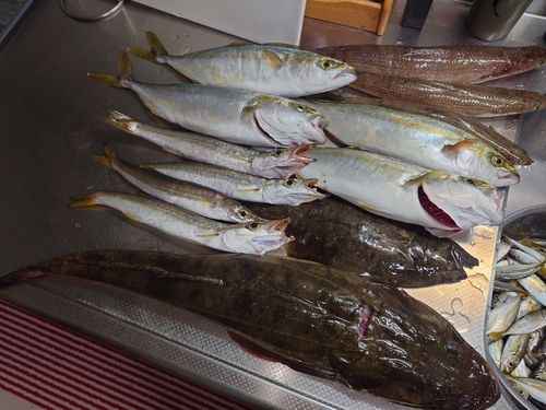 マゴチの釣果