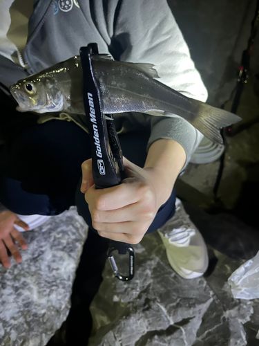 セイゴ（マルスズキ）の釣果