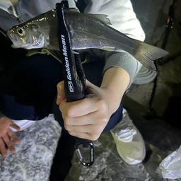 セイゴ（マルスズキ）