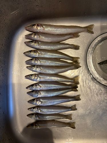 キスの釣果