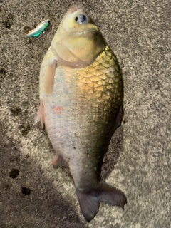 フナの釣果