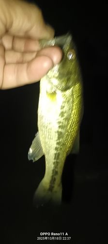 ブラックバスの釣果