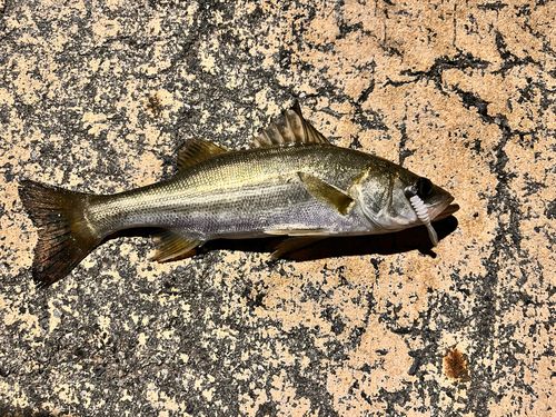 フッコ（マルスズキ）の釣果