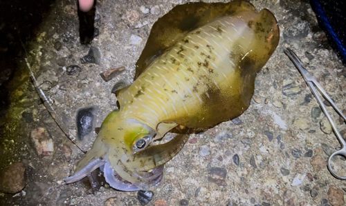 アオリイカの釣果
