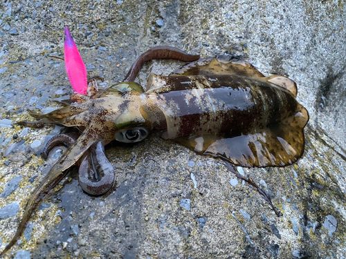 アオリイカの釣果