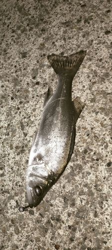 セイゴ（ヒラスズキ）の釣果