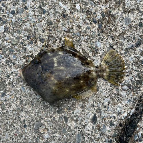 カワハギの釣果