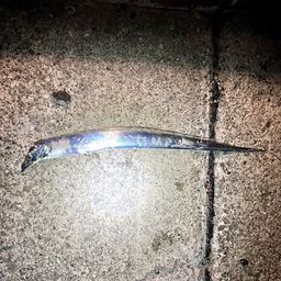 タチウオ